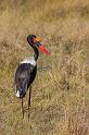 023 Botswana, Okavango Delta, zadelbekooievaar